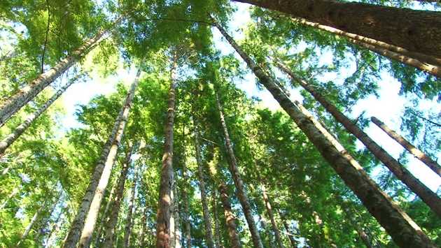 green trees